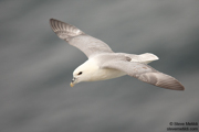 GANNETS, FULMARS, PELICANS, AND CORMORANTS